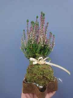 Karuna arrangement.jpg