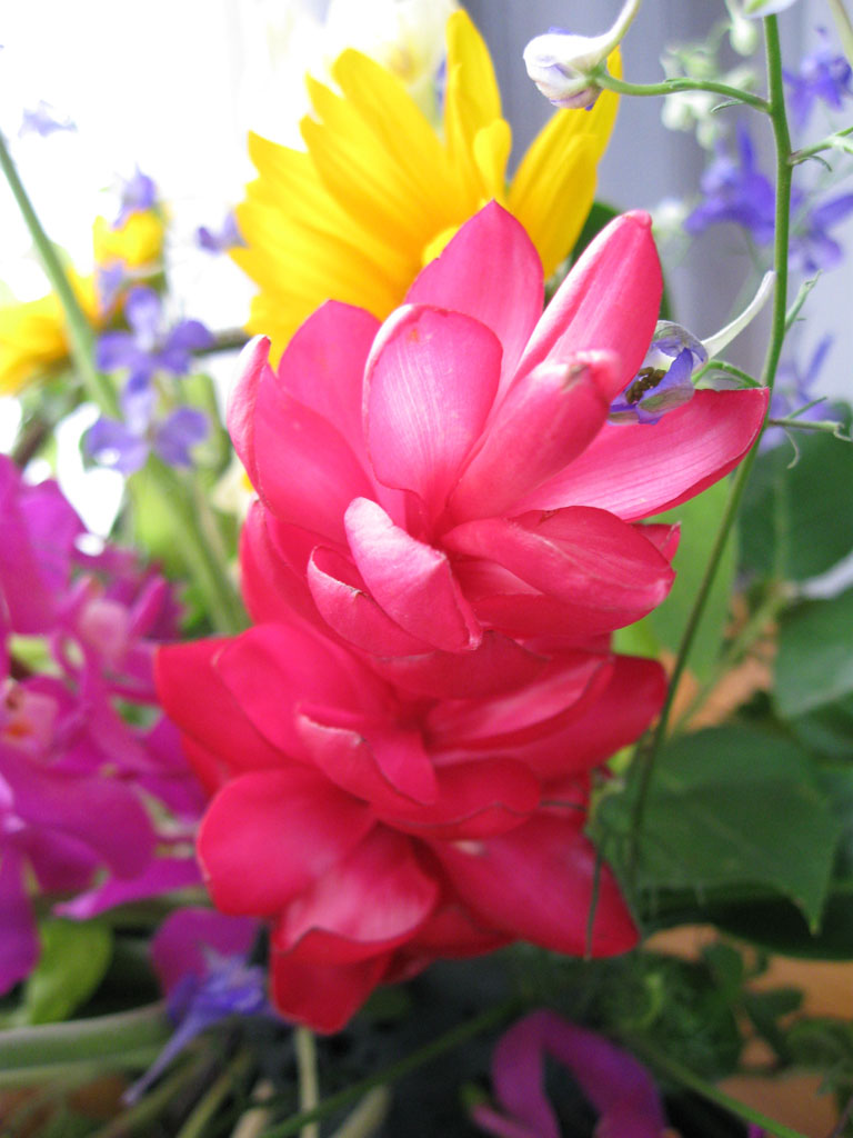 http://www.joychapel.com/images/flower/20090712_04.jpg