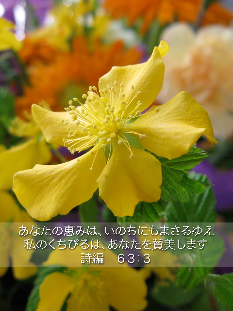 http://www.joychapel.com/postcard/mobile_bg_0210.jpg