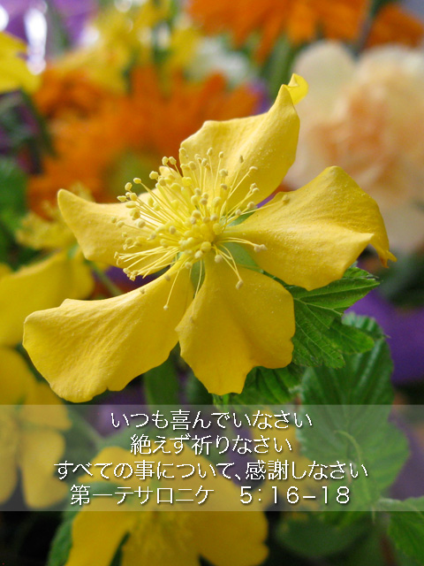 http://www.joychapel.com/postcard/mobile_bg_0310.jpg